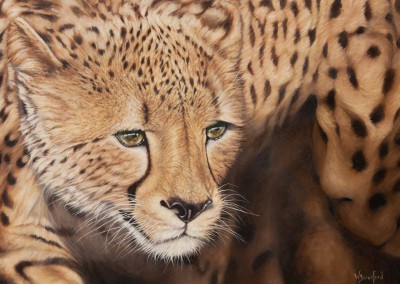 "Aureus" oil painting of cheetah by Wendy Beresford