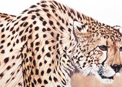 "Diesel", oil painting of cheetah, by Wendy Beresford