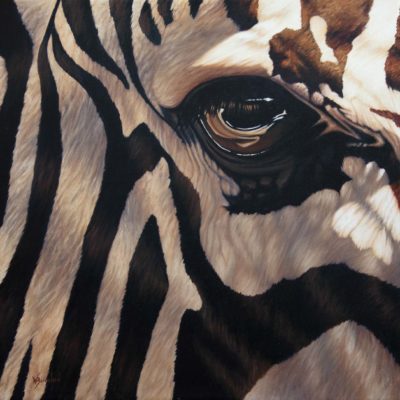 "Line of Sight", oil painting of closeup of zebra eye by Wendy Beresford
