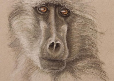 Baboon portrait, pastel drawing on Strathmore Artist paper by Wendy Beresford