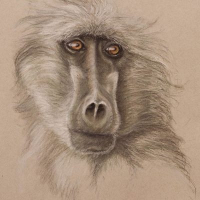 Baboon portrait, pastel drawing on Strathmore Artist paper by Wendy Beresford