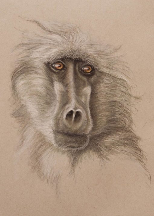Baboon portrait, pastel drawing on Strathmore Artist paper by Wendy Beresford