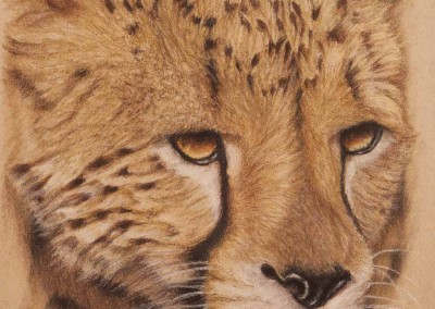 Cheetah portrait, original pastel drawing by Wendy Beresford, on Strathmore Artist paper
