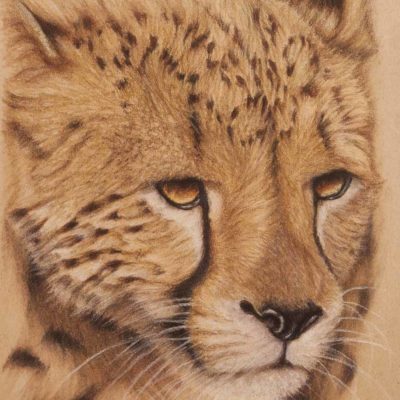 Cheetah portrait, original pastel drawing by Wendy Beresford, on Strathmore Artist paper