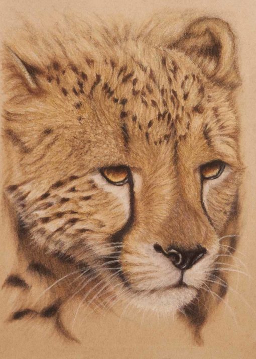 Cheetah portrait, original pastel drawing by Wendy Beresford, on Strathmore Artist paper