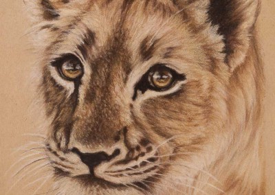 Lion cub portrait, original pastel drawing on Strathmore Artist paper, by Wendy Beresford