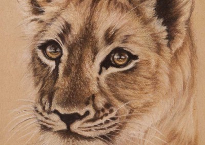 Lion cub portrait, original pastel drawing on Strathmore Artist paper, by Wendy Beresford
