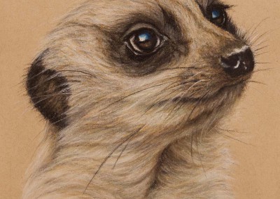 Meerkat portrait, original pastel drawing on Strathmore Artist paper by Wendy Beresford