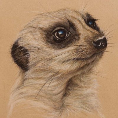 Meerkat portrait, original pastel drawing on Strathmore Artist paper by Wendy Beresford