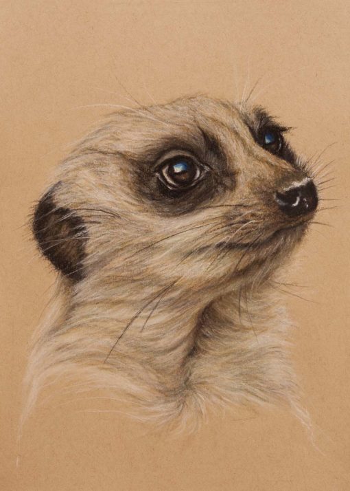 Meerkat portrait, original pastel drawing on Strathmore Artist paper by Wendy Beresford