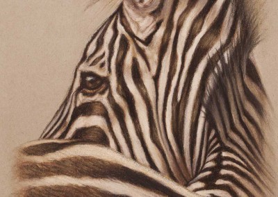Zebra profile, original pastel drawing on Strathmore Artist paper by Wendy Beresford