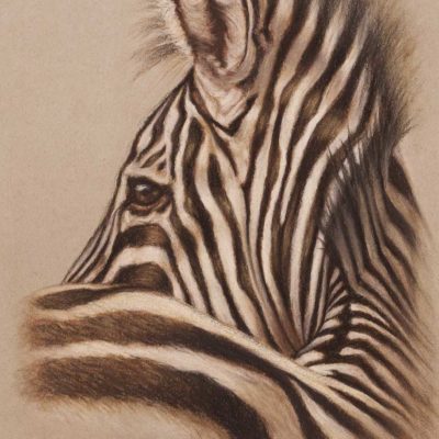 Zebra profile, original pastel drawing on Strathmore Artist paper by Wendy Beresford