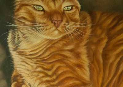 "Bugsy", commissioned portrait of ginger cat, original oil painting by Wendy Beresford