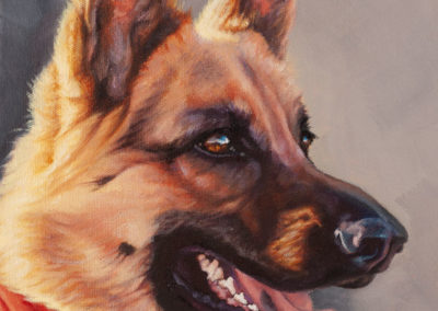 "Bella", commissioned portrait of a German Shepherd dog, oils on canvas, by Wendy Beresford