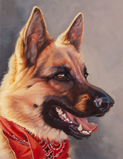 "Bella", commissioned portrait of a German Shepherd dog, oils on canvas, by Wendy Beresford