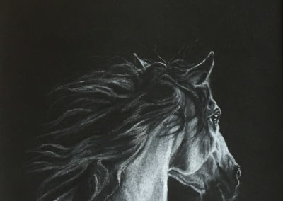 Pastel drawing by Wendy Beresford, white pastel on black paper, Pastel Equine 1