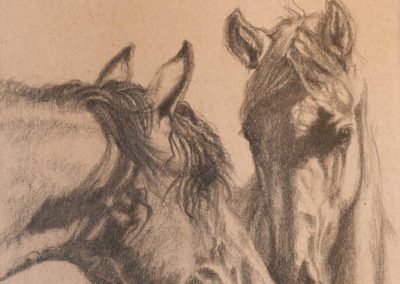 "Overtures" graphite drawing of two horses on Strathmore Artist paper by Wendy Beresford