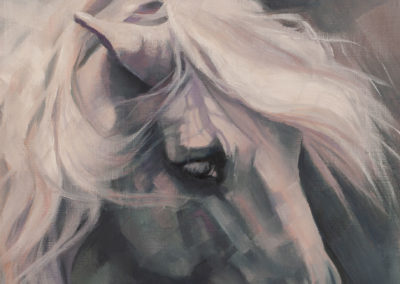 "Study in Grey", a portrait of a grey andalusian horse in oils on canvas sheet by Wendy Beresford