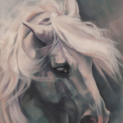 "Study in Grey", a portrait of a grey andalusian horse in oils on canvas sheet by Wendy Beresford