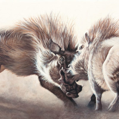 "Show Me Your Teeth", two warthogs sparring, original oil painting by Wendy Beresford