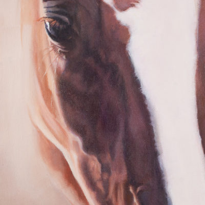 Close up portrait of chestnut horse with white blaze, oils on canvas, by Wendy Beresford Art